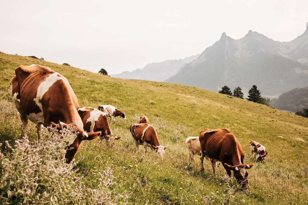 Cows grazing in Switzerland